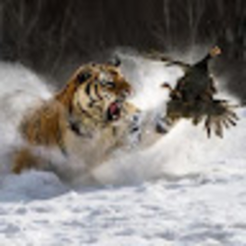 Meet your Posher, Joy